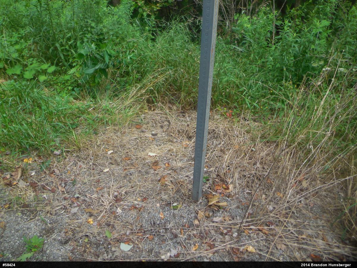 Eastern Gartersnake
