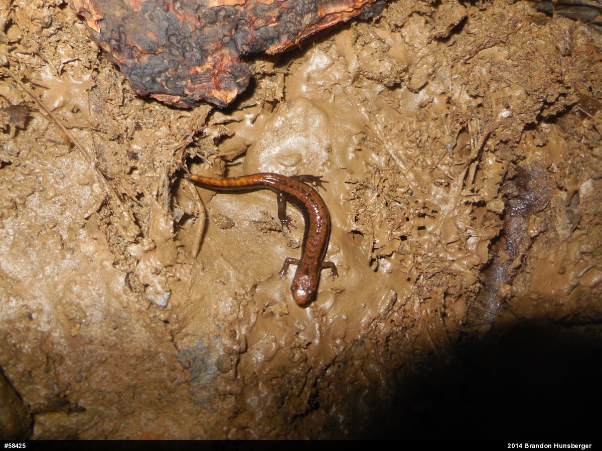Allegheny Mountain Dusky Salamander