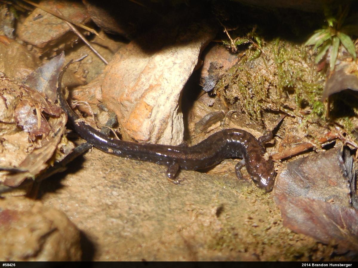 Allegheny Mountain Dusky Salamander