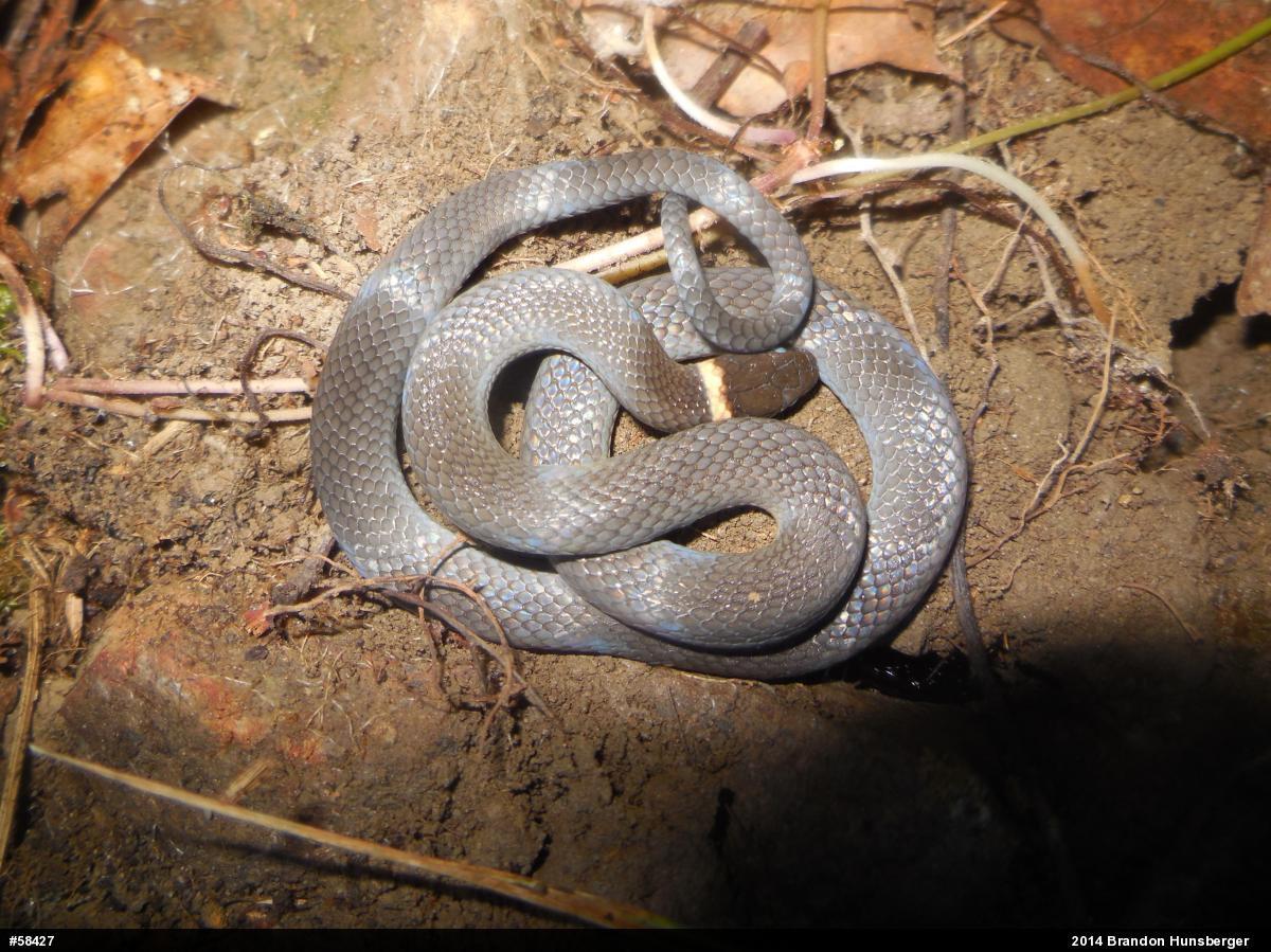 Northern Ring-necked Snake
