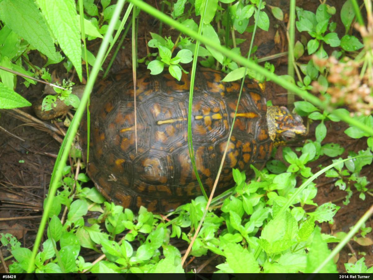 Eastern Box Turtle