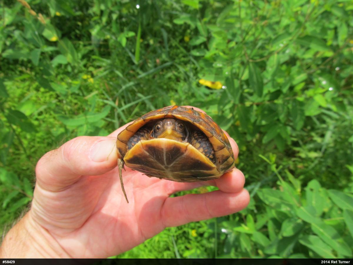 Eastern Box Turtle