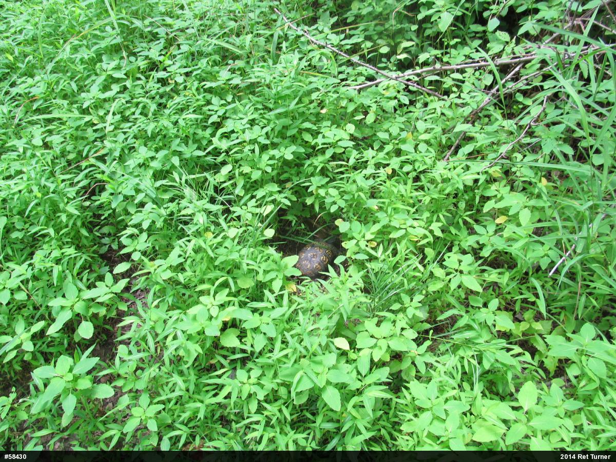Eastern Box Turtle