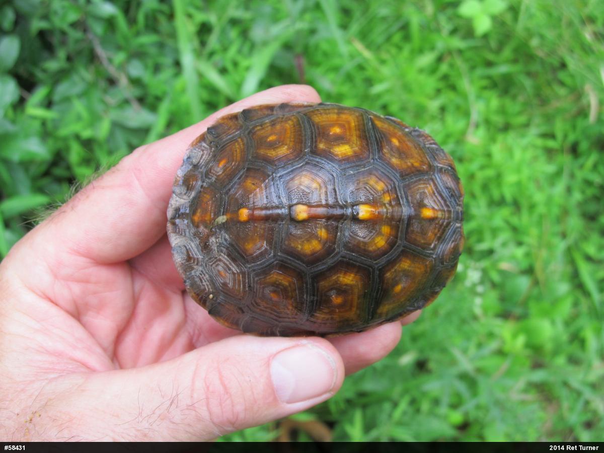 Eastern Box Turtle