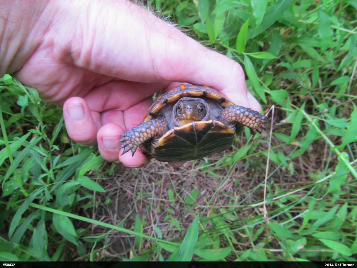 Eastern Box Turtle