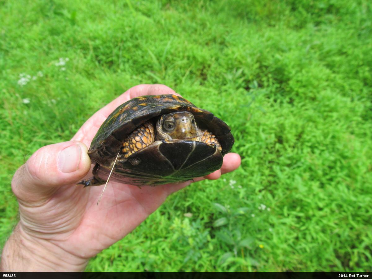 Eastern Box Turtle