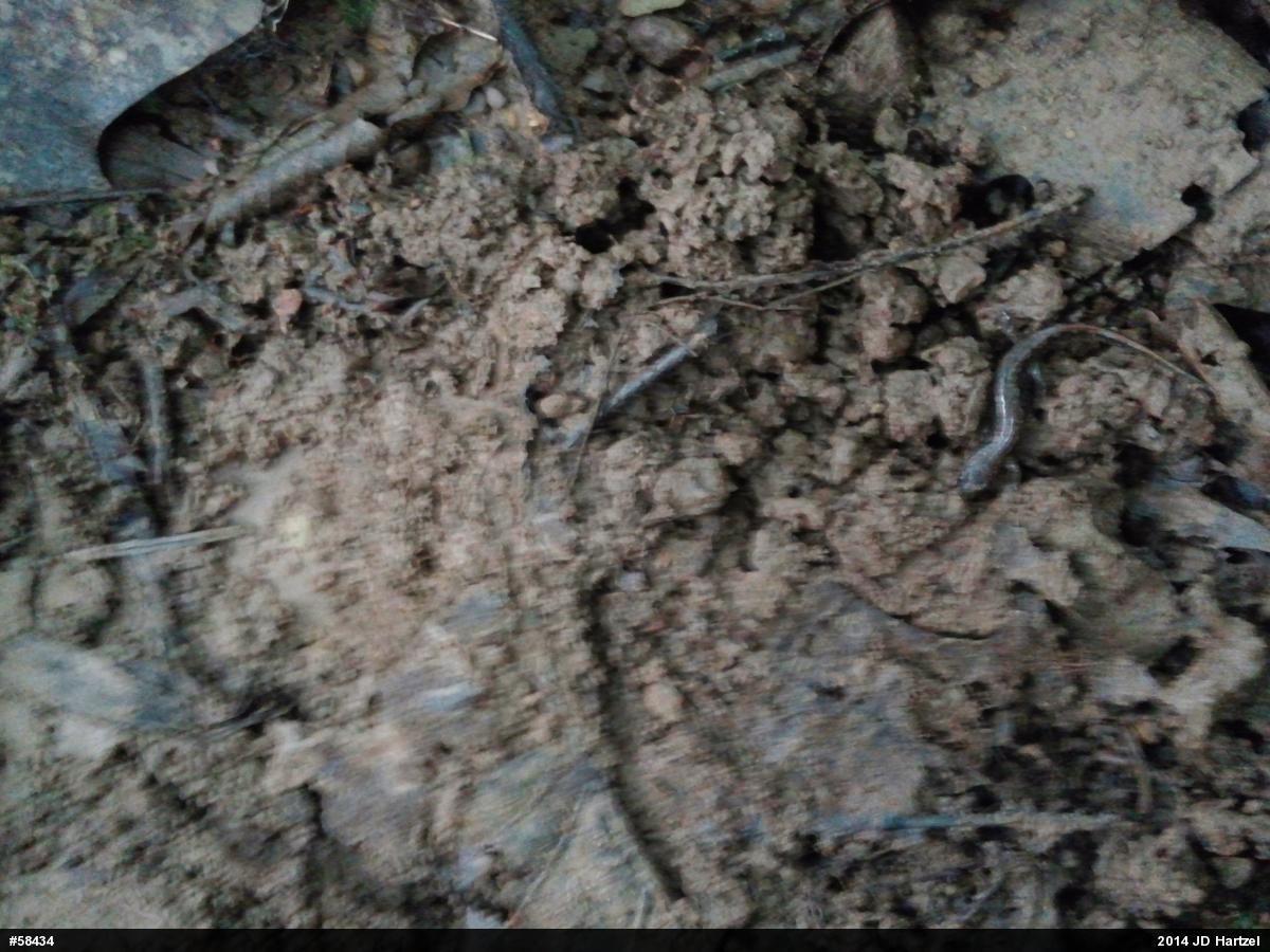 Dusky Salamanders