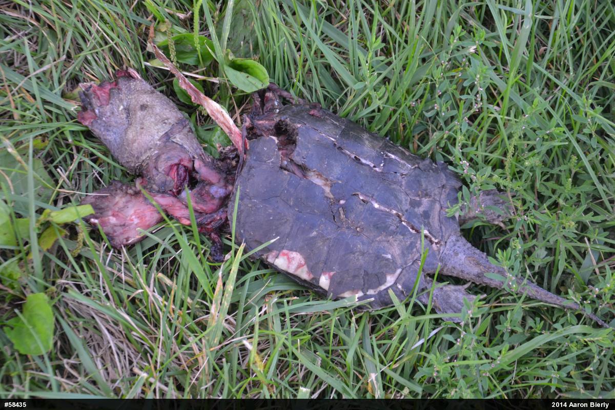 Snapping Turtle
