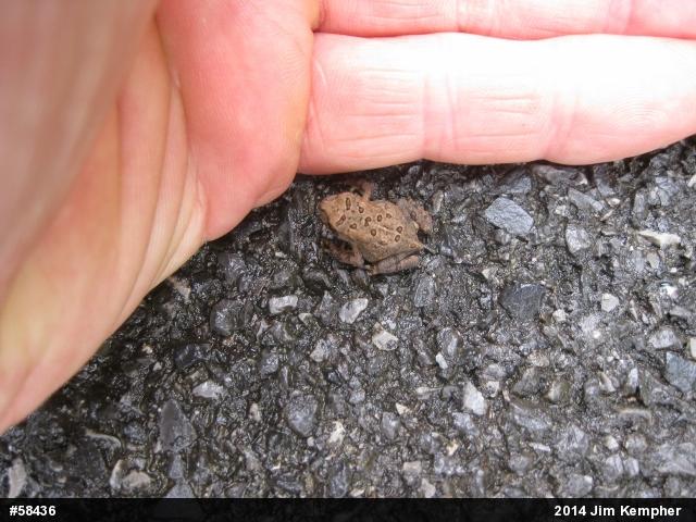 Eastern American Toad