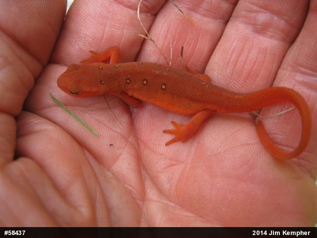 Red-spotted Newt