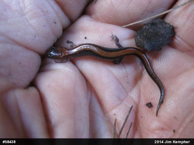 Eastern Red-backed  Salamander