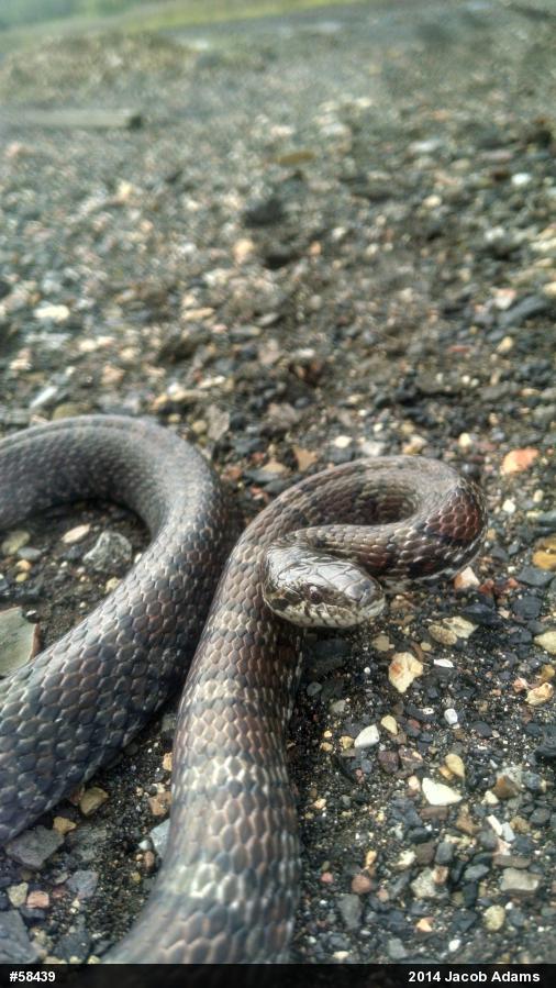 Eastern Milksnake