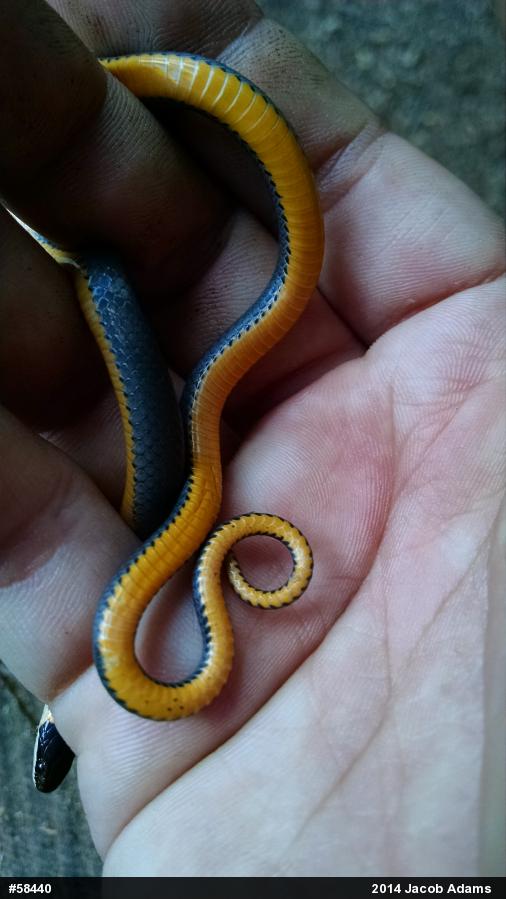 Northern Ring-necked Snake