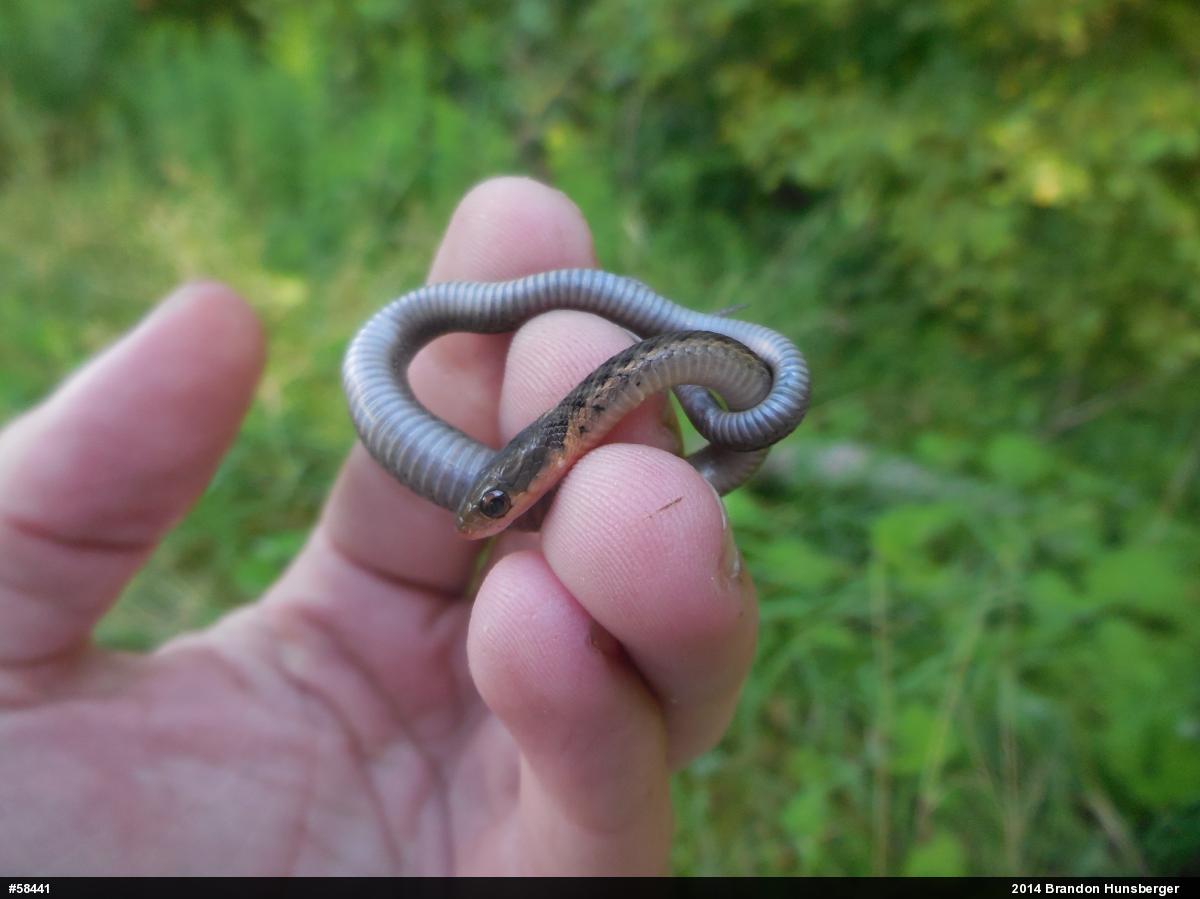 Eastern Gartersnake