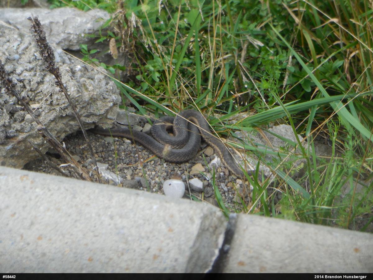 Eastern Gartersnake