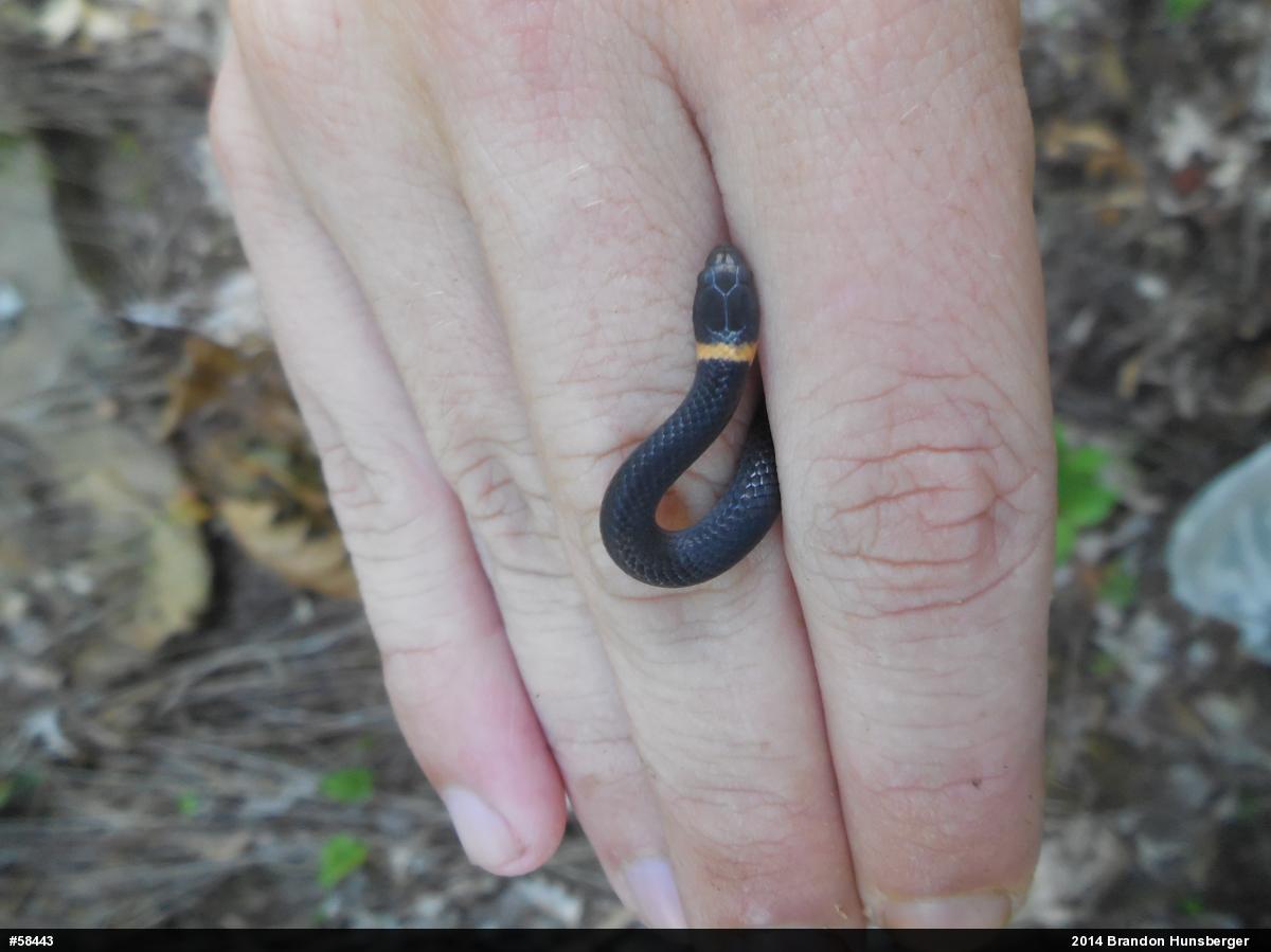 Northern Ring-necked Snake