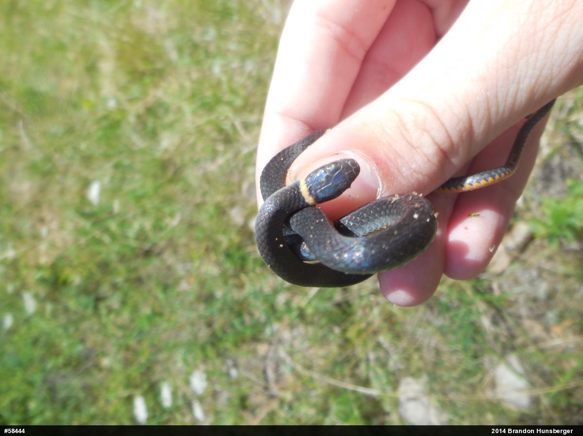 Northern Ring-necked Snake