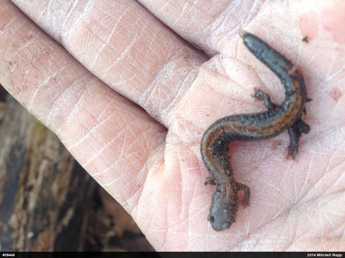 Eastern Red-backed  Salamander