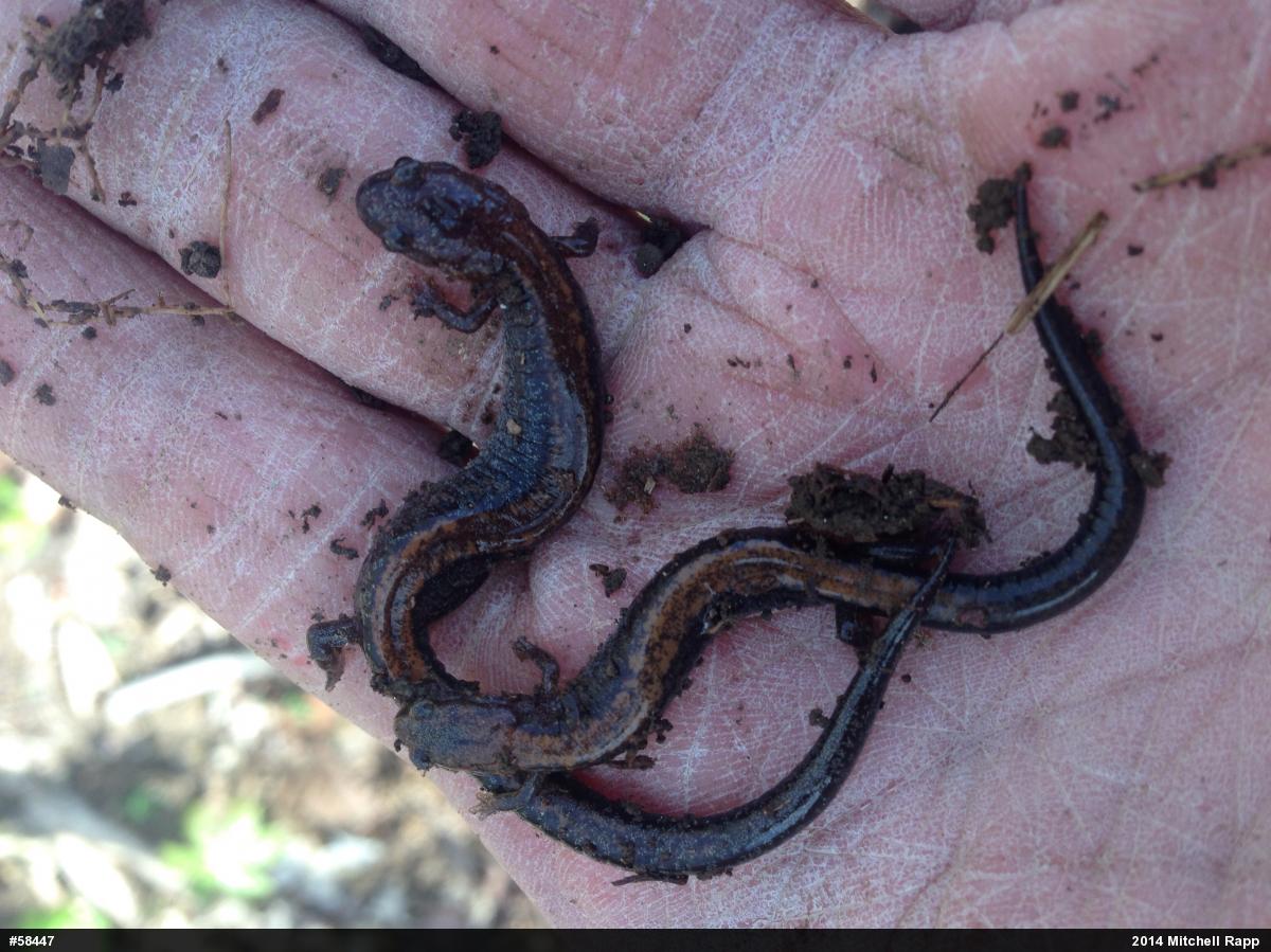 Eastern Red-backed  Salamander