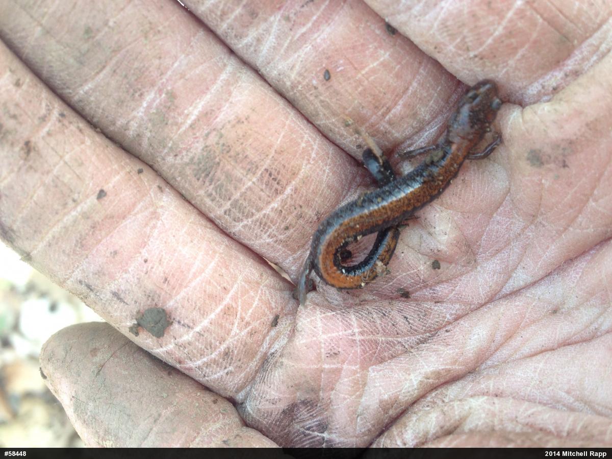 Eastern Red-backed  Salamander
