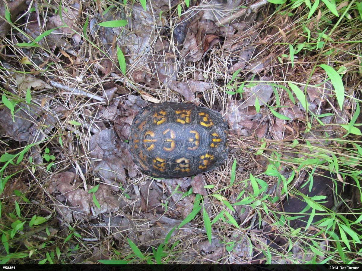 Eastern Box Turtle