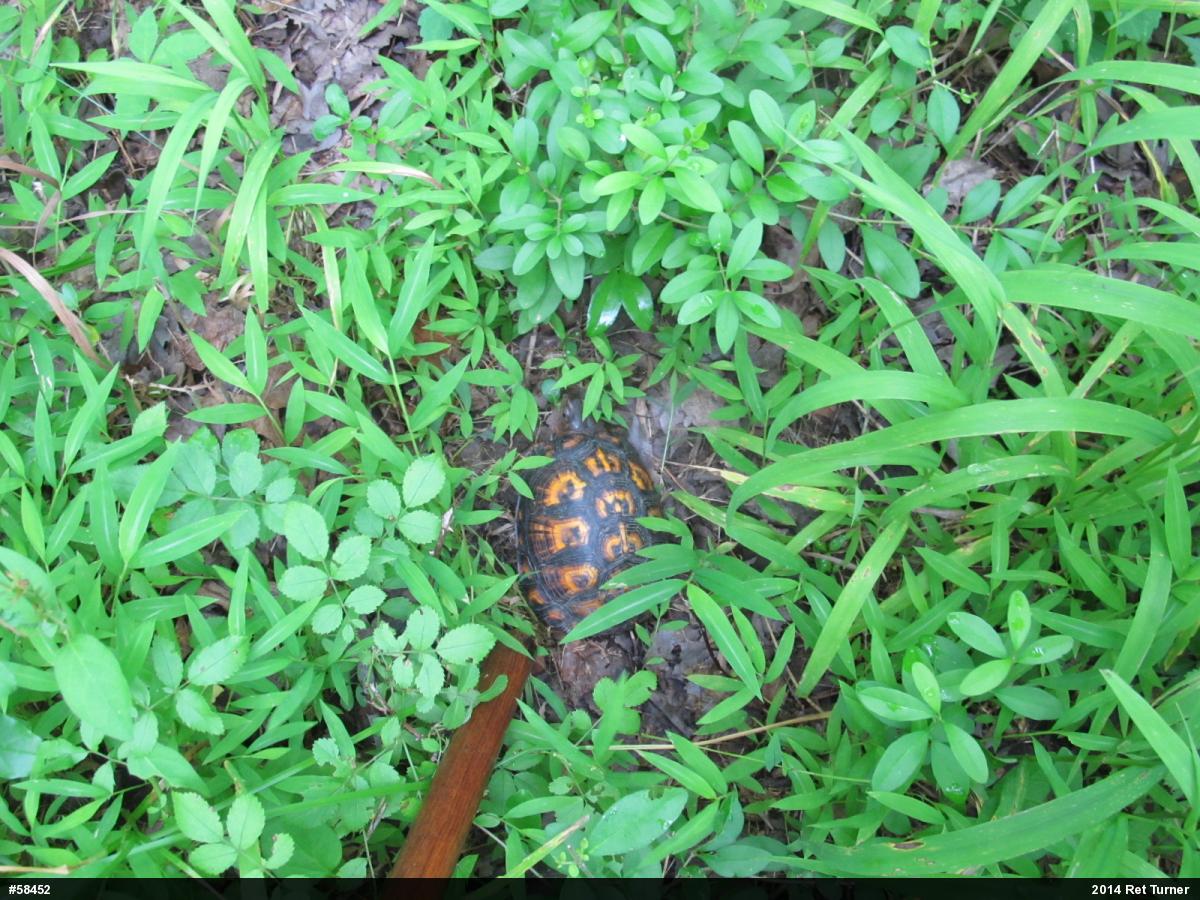 Eastern Box Turtle