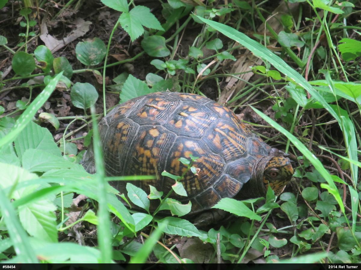 Eastern Box Turtle