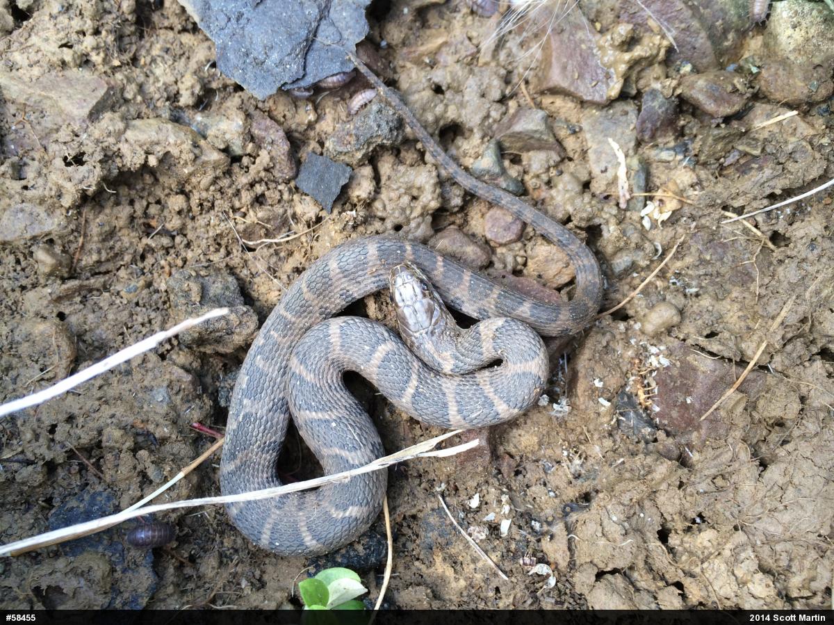 Northern Watersnake