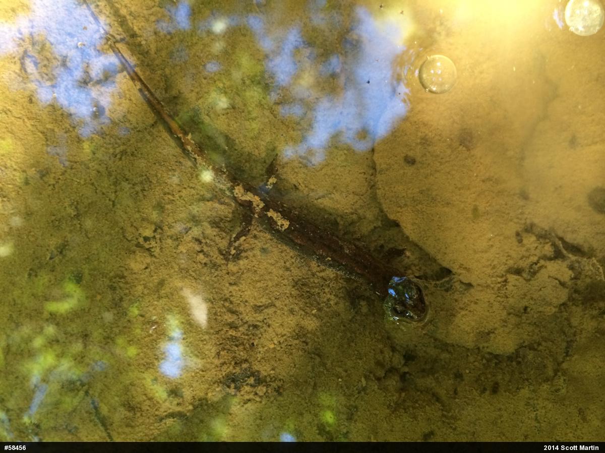 Allegheny Mountain Dusky Salamander