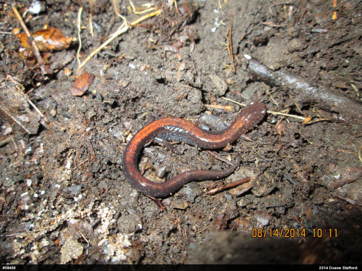 Eastern Red-backed  Salamander