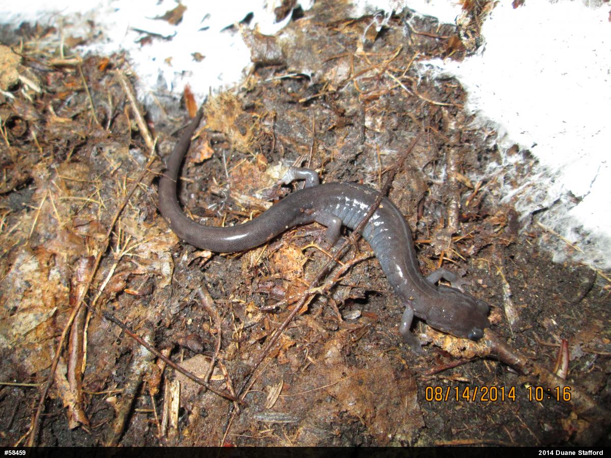 Wehrle's Salamander