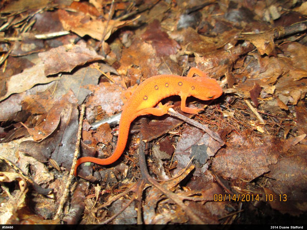 Red-spotted Newt