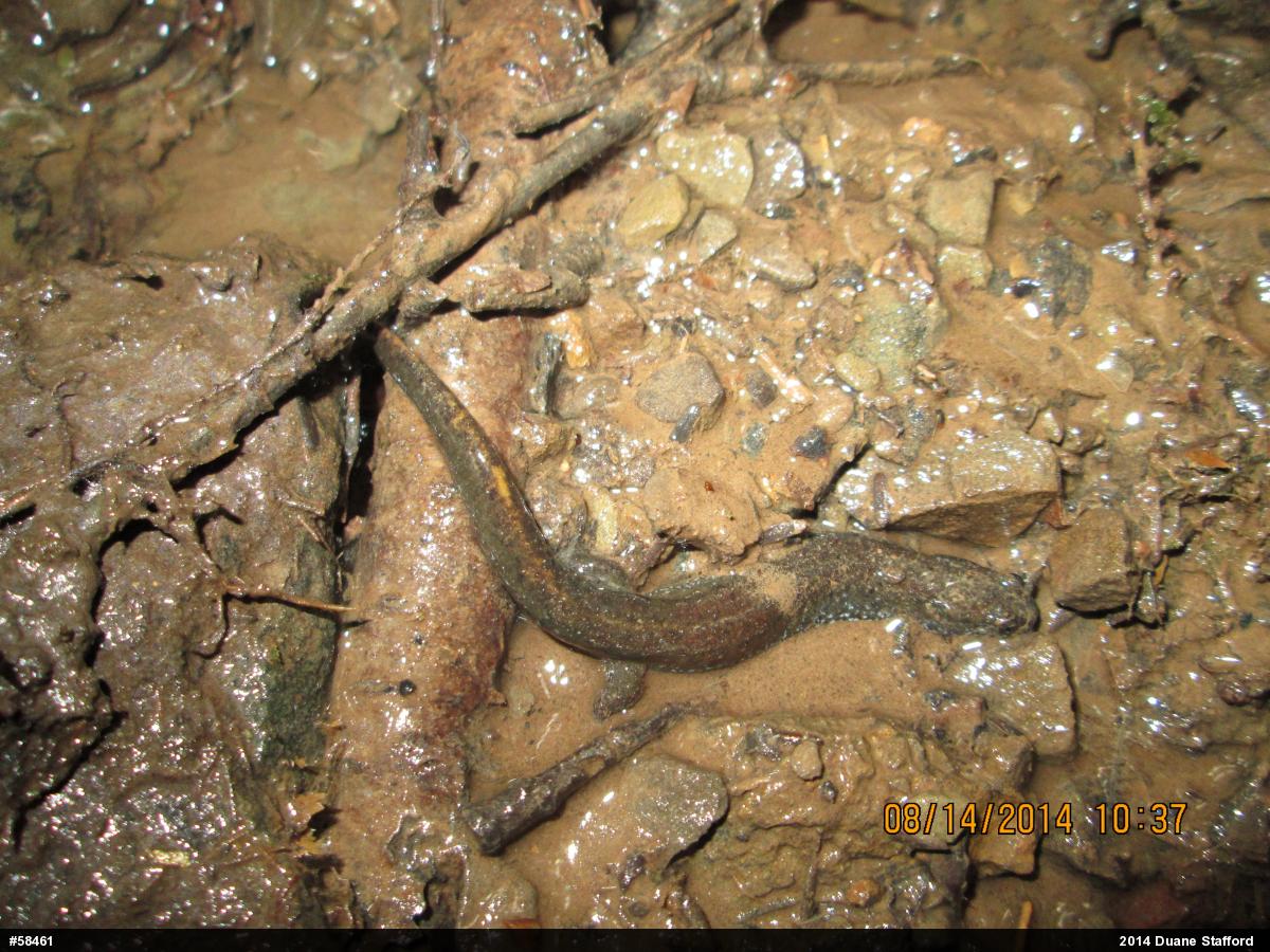 Northern Dusky Salamander