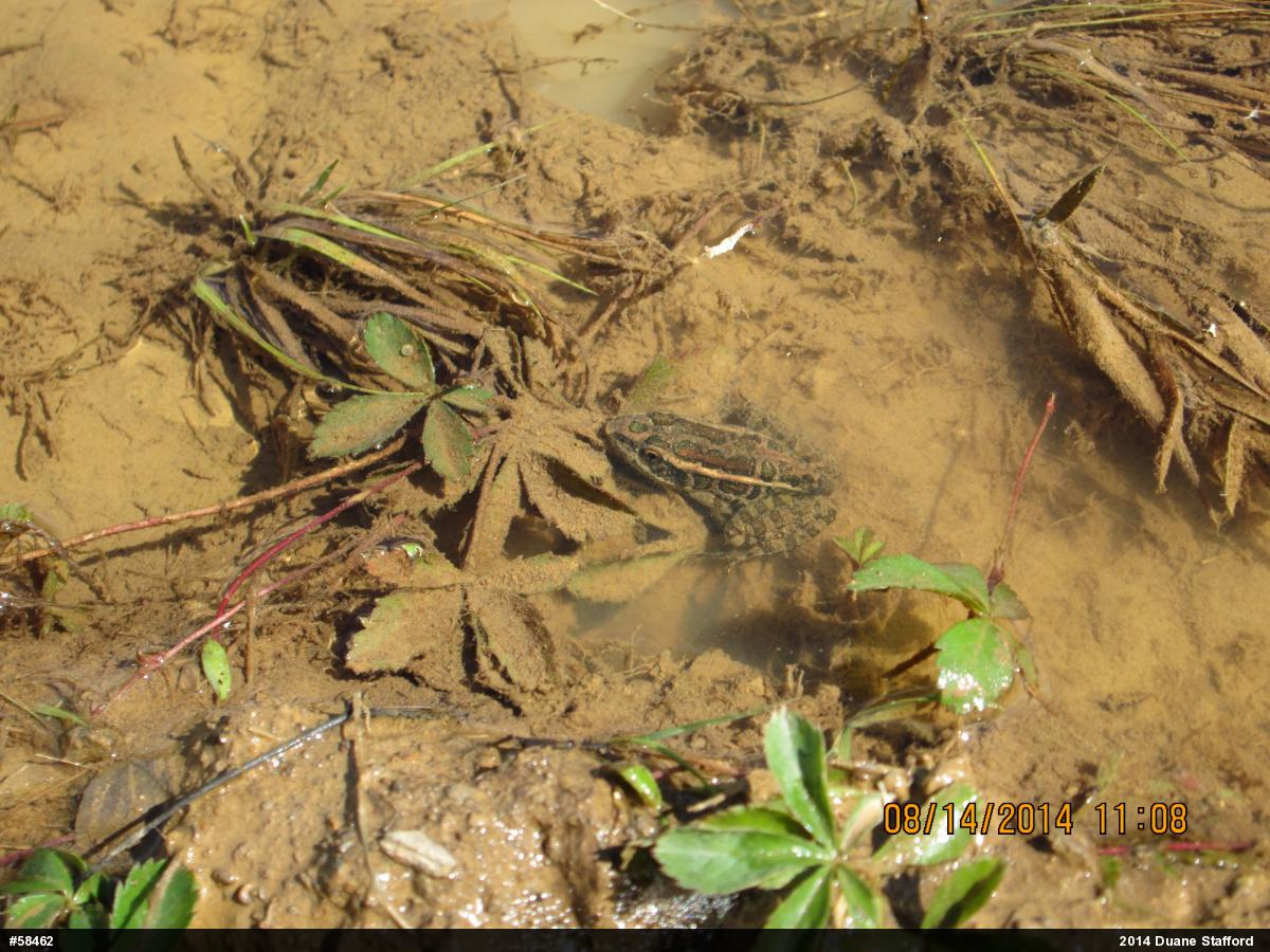 Pickerel Frog
