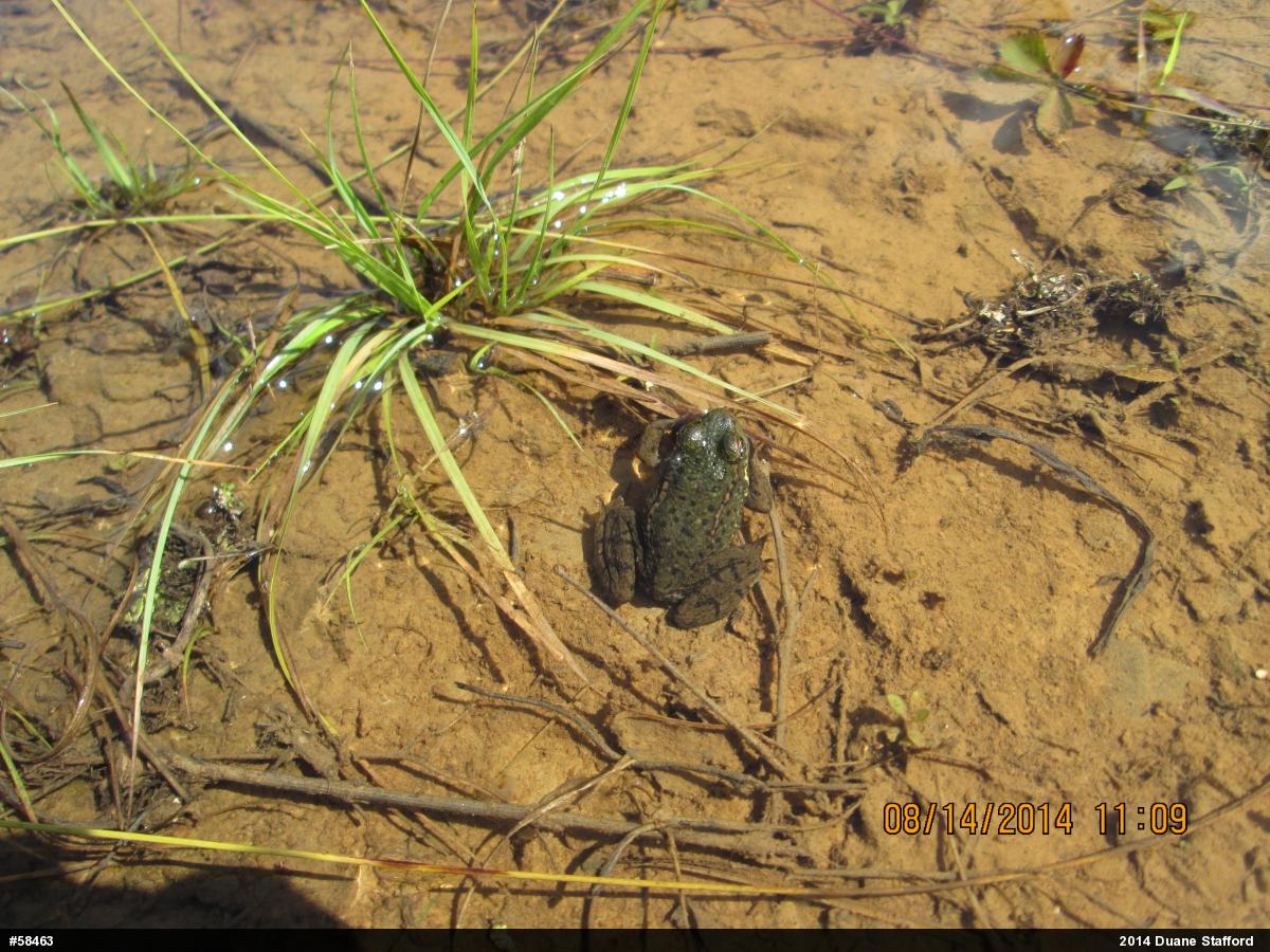 Green Frog