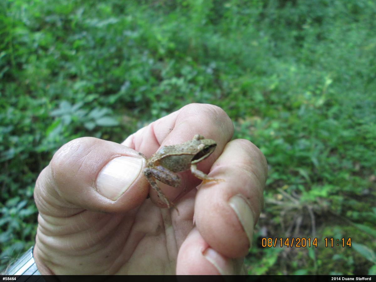 Wood Frog