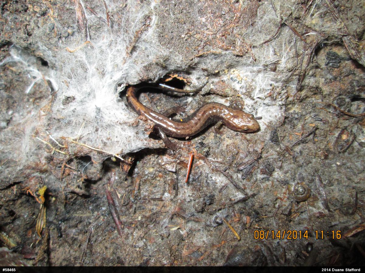 Allegheny Mountain Dusky Salamander