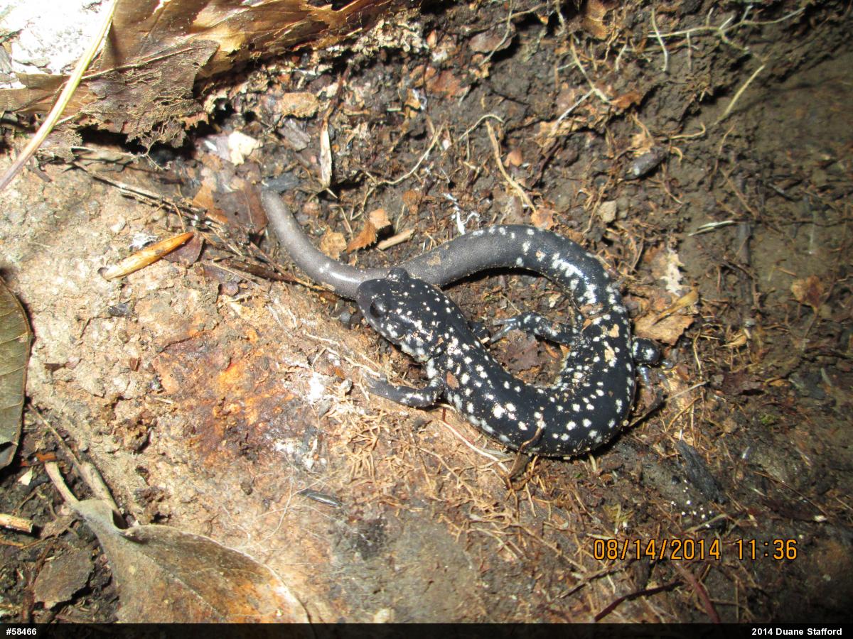 Northern Slimy Salamander