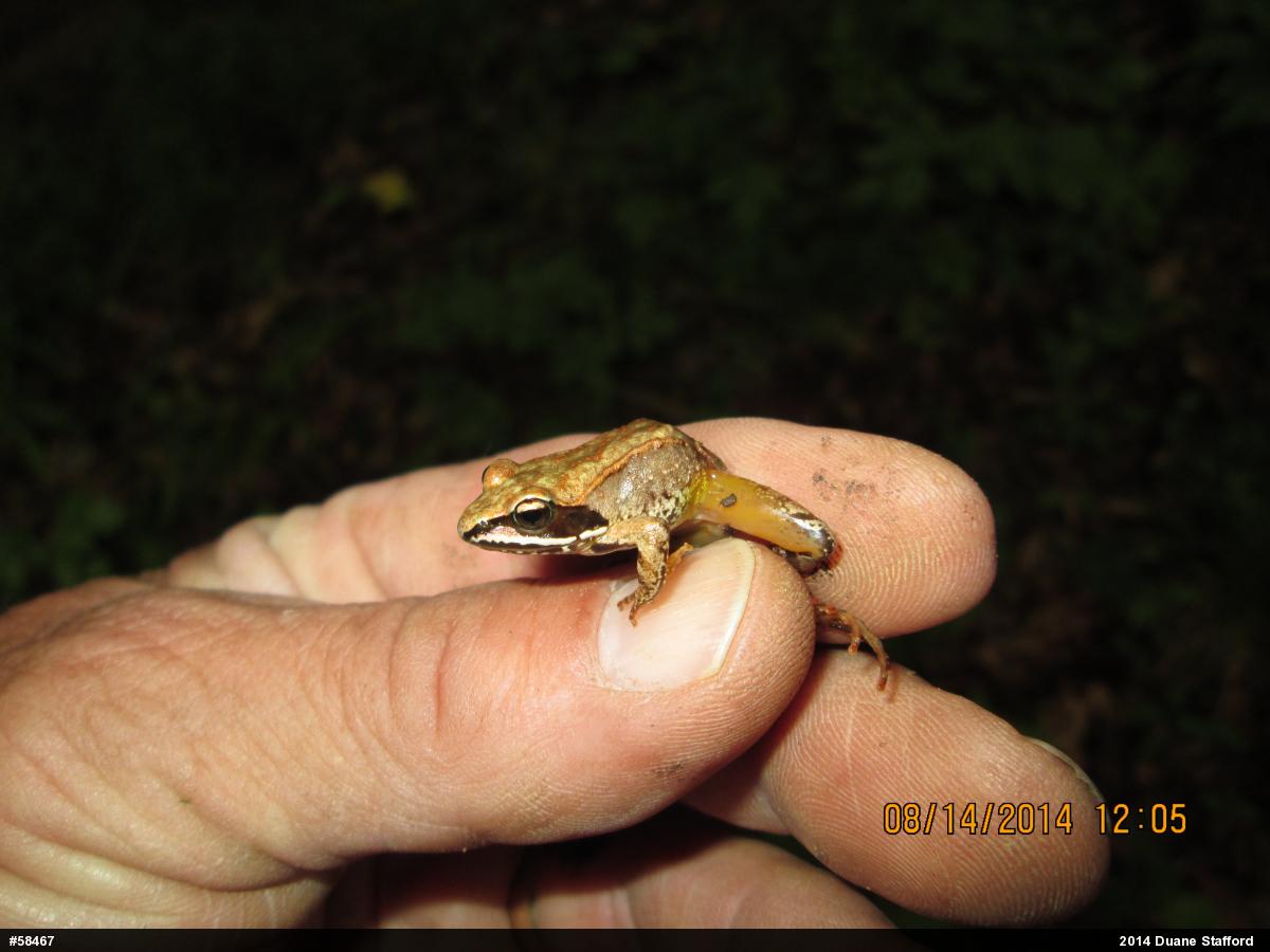 Wood Frog
