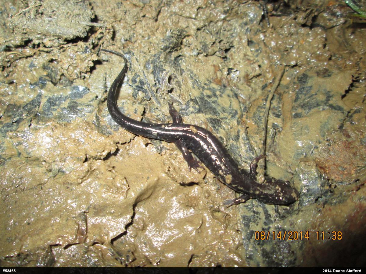 Allegheny Mountain Dusky Salamander