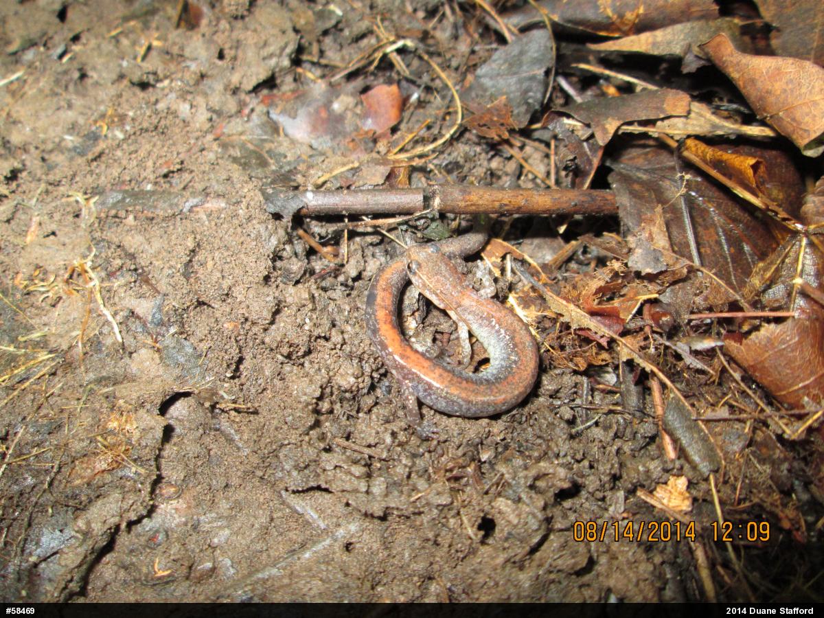 Eastern Red-backed  Salamander