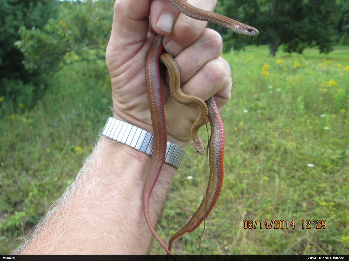 Red-bellied Snake