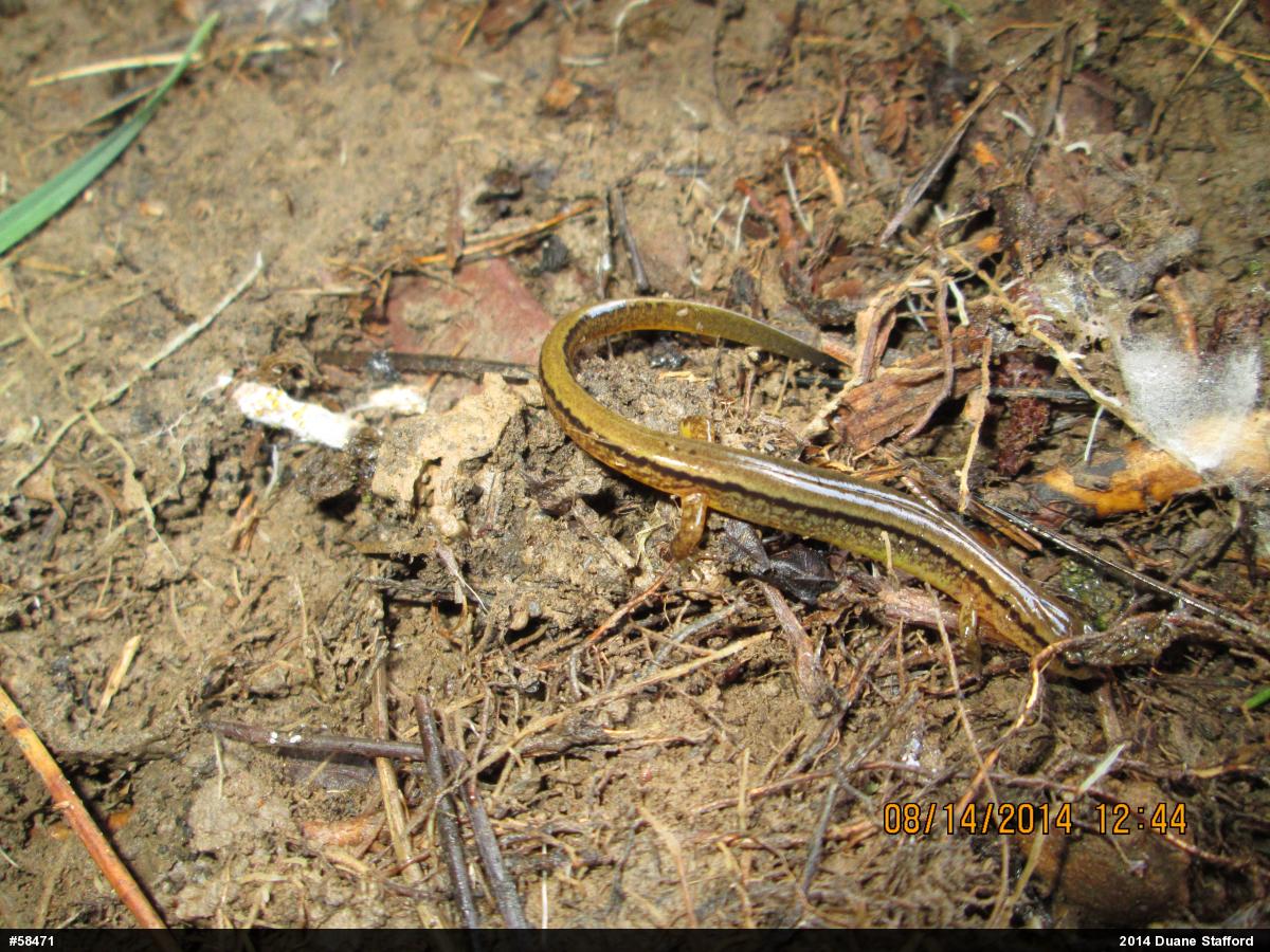 Northern Two-lined Salamander