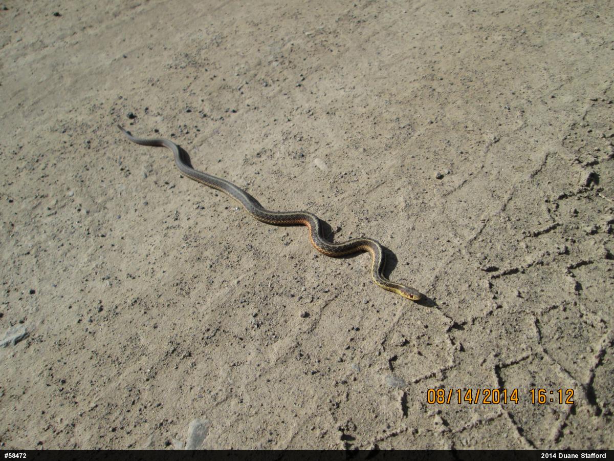 Eastern Gartersnake