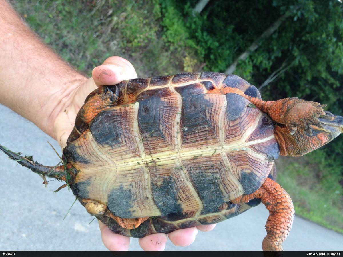 Wood Turtle