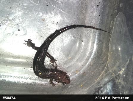 Allegheny Mountain Dusky Salamander