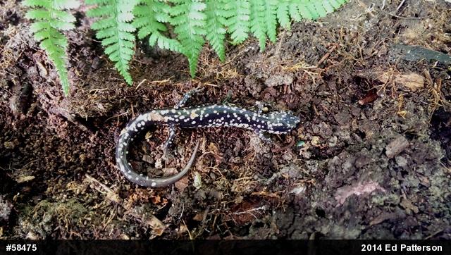 Northern Slimy Salamander