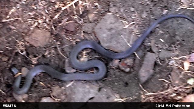 Northern Ring-necked Snake