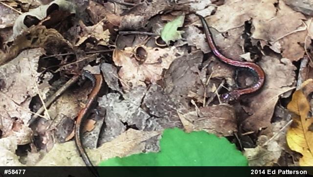 Eastern Red-backed  Salamander