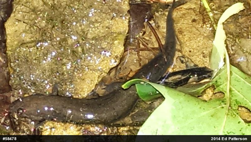 Northern Dusky Salamander